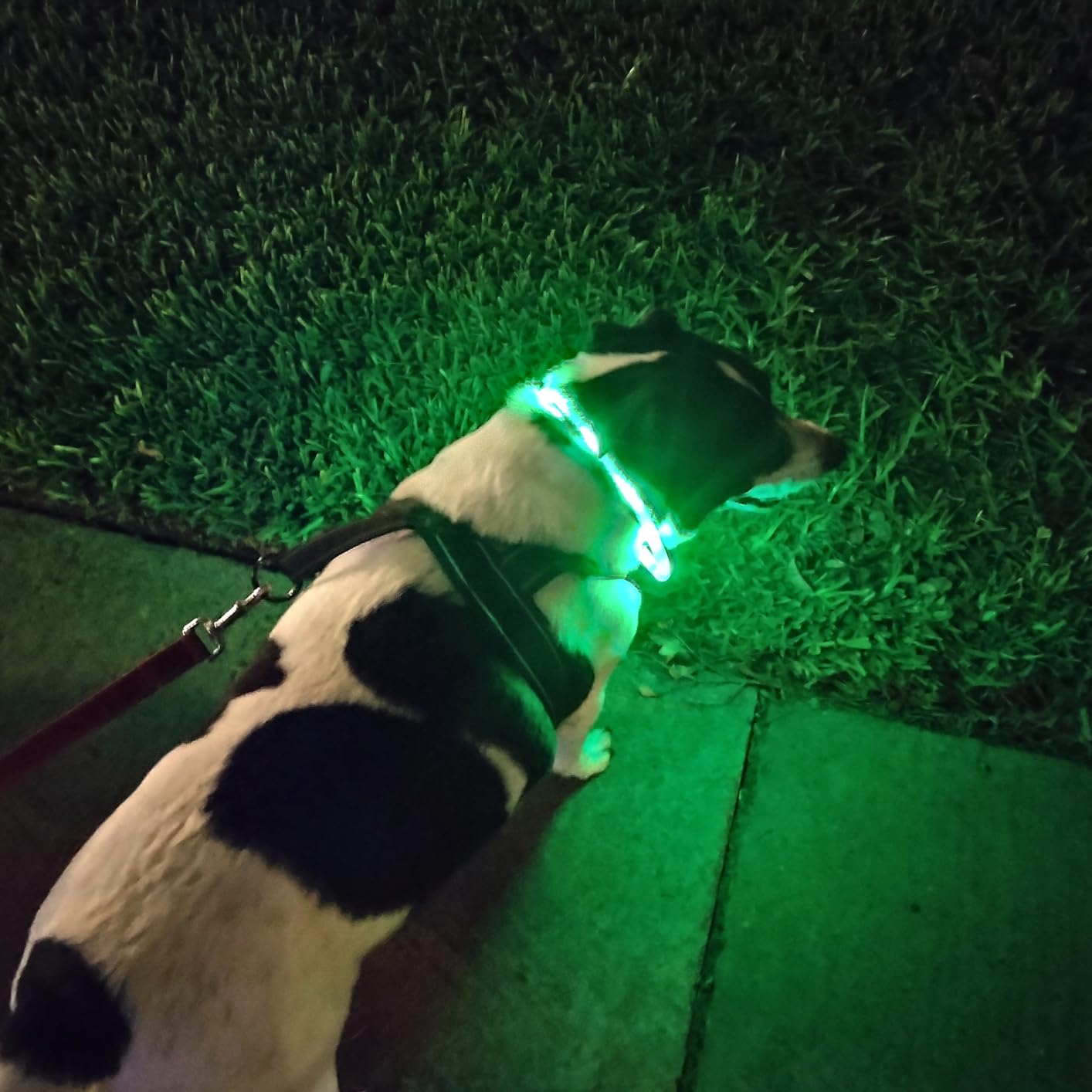 Silikonowa obroża LED dla psa, – Tech Dog Accessories recenzja i cena
